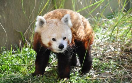 Chattanooga Zoo Image