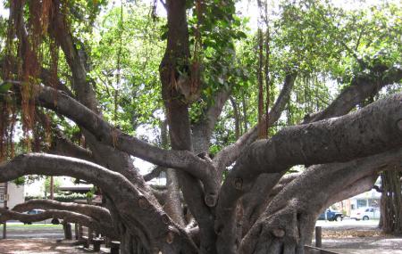 banyan tree park ticket address near hotel