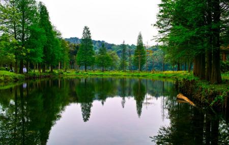 Liangfeng River Forest Park Image