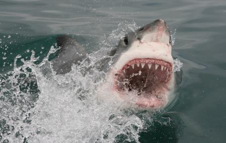 White Shark Africa Image