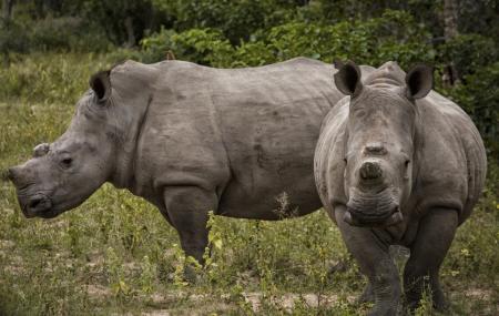 Hoedspruit Endangered Species Centre Image