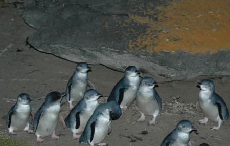 Penneshaw Penguin Centre Image