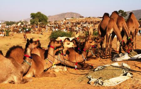 Pushkar Camel Fair Image