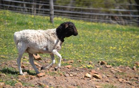 Will's Rare Breeds Farm Image