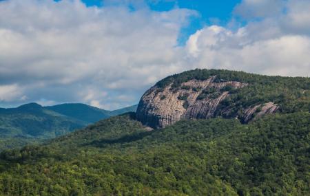 are dogs allowed in pisgah national forest