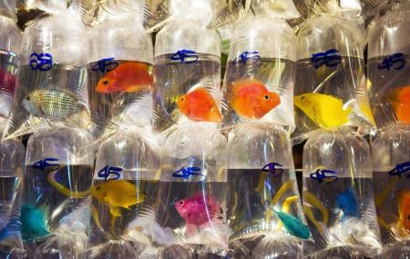 goldfish market near me