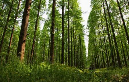 Dongping National Forest Park Image