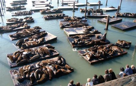 Sea Lion Center Image