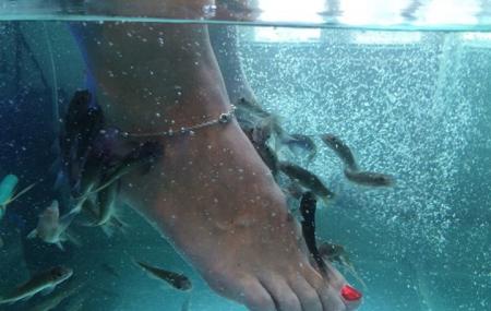 Alleviate Fish Spa Image