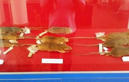 Biomedical Museum Image