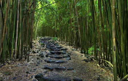 Pipiwai Trail Image