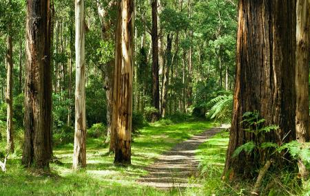 Sheerbrooke Forest Image