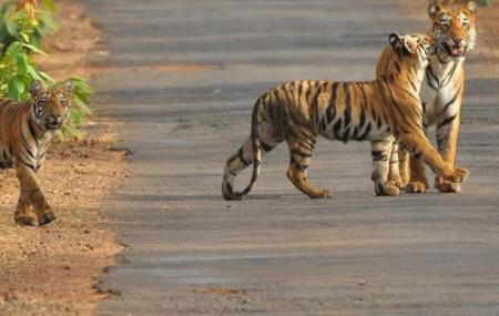 Satkosia Tiger Reserve Image