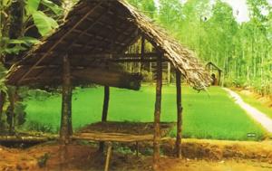 Kerala Farm Image