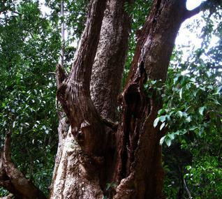 Dodda Sampige Mara Image