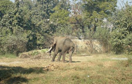 Lucknow Zoo Image