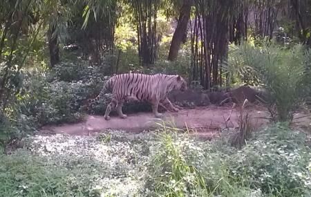Rajiv Gandhi Zoological Park, Pune | Ticket Price | Timings | Address:  TripHobo