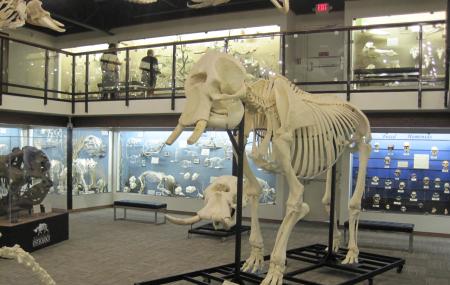 Museum Of Osteology Image
