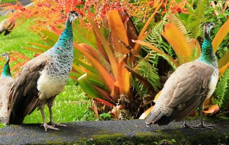 Pana'ewa Rainforest Zoo Image