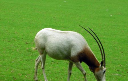 Marwell Wildlife Image