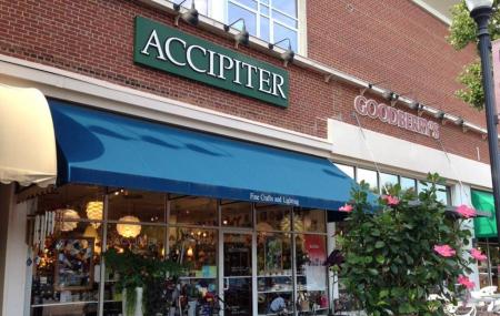 Accipiter Image