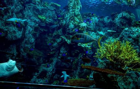 Aquarium Of The Pacific Image