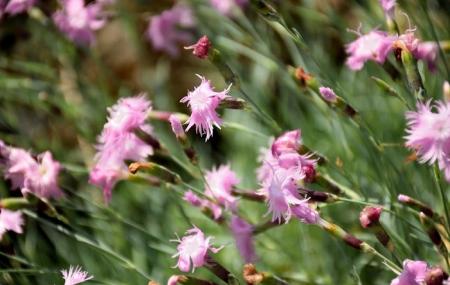 Botanical Garden Of The University Of Vienna Image