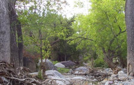 Madera Canyon Image