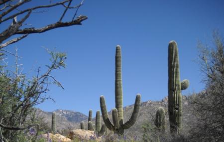 are dogs allowed at catalina state park