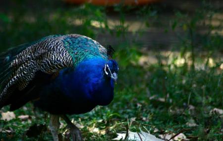 Bucharest Zoo Image