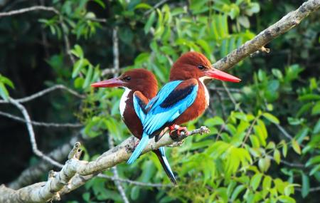 Jerusalem Bird Observatory Image