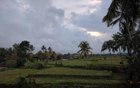 Petulu Heron Bird Colony Watch Point Image