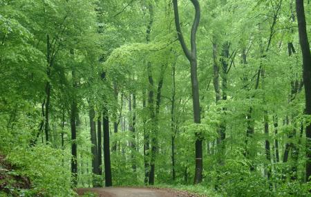 Vienna Woods Image