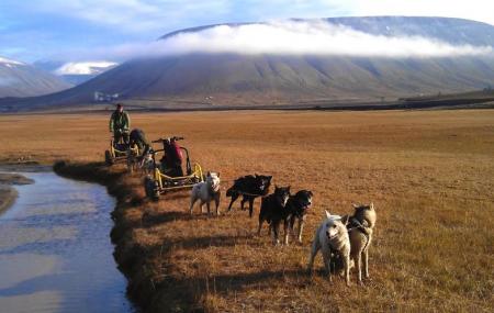Svalbard Husky Image