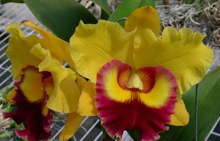 Sundance Orchids Image