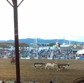 Rodeo De Santa Fe Image