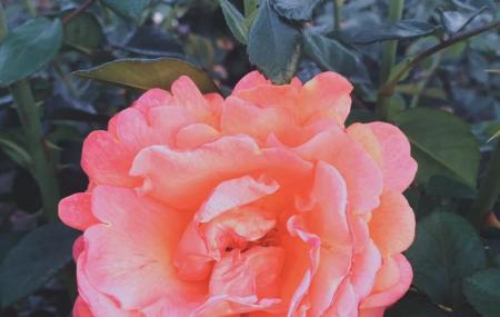 Inez Grant Parker Memorial Rose Garden Image