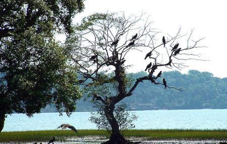 salim ali bird sanctuary