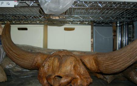 Alaska Museum Of Science And Nature Image