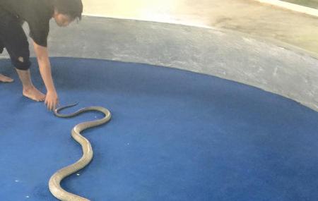 Ao Nang Snake Show Image