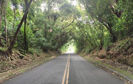 Nuuanu Valley Rain Forest Image