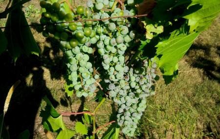 Jabulani Vineyard And Winery Image
