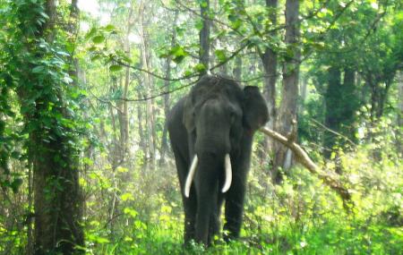 Mudumalai National Park Image