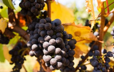 Beauregard Vineyard Tasting Room And Winery Image