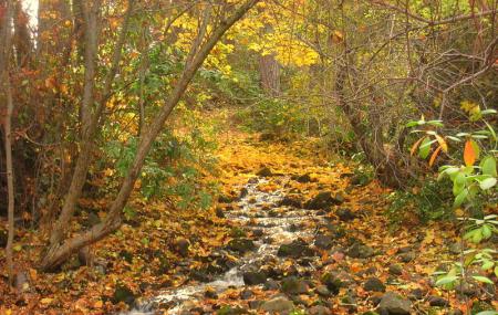 John A. Finch Arboretum Image