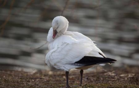 Alabama Coastal Birding Trail Image