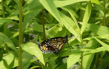 West Lynn Garden And Butterfly House Image