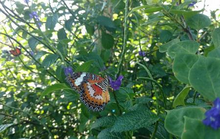 Kemenuh Butterfly Park Bali Ticket Price Timings