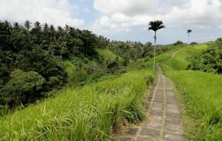 Campuhan Ridge Walk Image