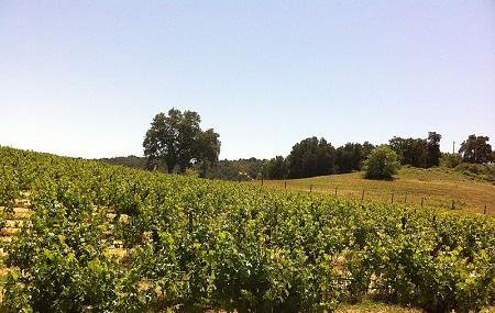 Justin Vineyards And Winery Image
